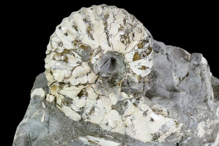 Discoscaphites Gulosus Ammonite - South Dakota #110579